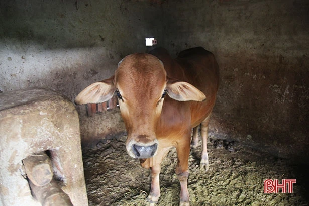 Cha nằm viện nguy kịch, con ở nhà bị lừa mất 30 triệu đồng