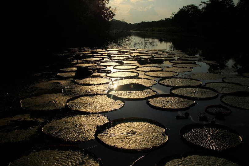 Rừng Amazon hùng vĩ trước trận cháy kỷ lục