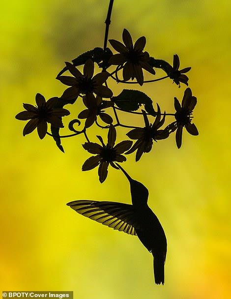 "Bồ nông nhảy múa" đoạt giải nhất cuộc thi nhiếp ảnh thế giới 2019 ảnh 7 “Bồ nông nhảy múa” đoạt giải nhất cuộc thi nhiếp ảnh thế giới 2019