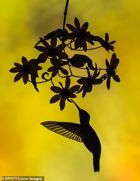 “Bồ nông nhảy múa” đoạt giải nhất cuộc thi nhiếp ảnh thế giới 2019