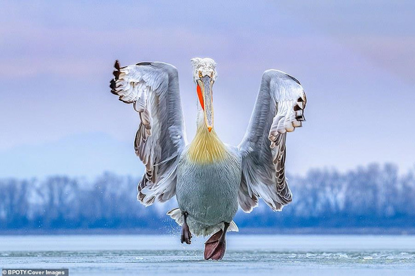 "Bồ nông nhảy múa" đoạt giải nhất cuộc thi nhiếp ảnh thế giới 2019 ảnh 1 “Bồ nông nhảy múa” đoạt giải nhất cuộc thi nhiếp ảnh thế giới 2019