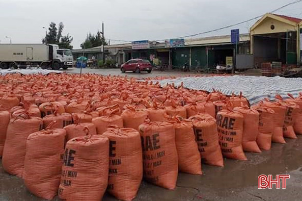 Ngư dân Lộc Hà “trúng đậm” ốc xoắn, sò bi