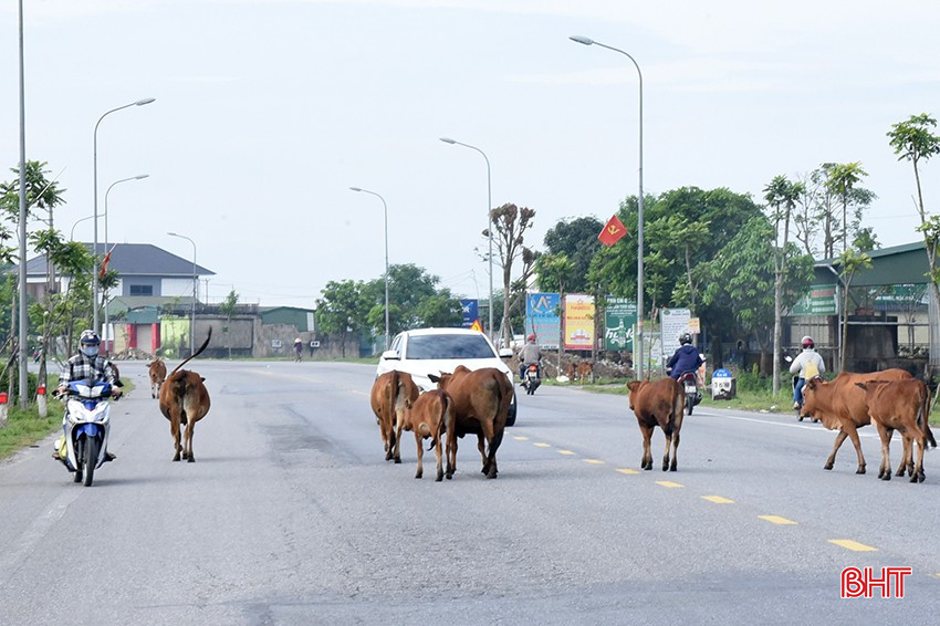 Bò đi nghênh ngang giữa trên tuyến tỉnh lộ 547. bqbht_br_dsc-7846.jpg