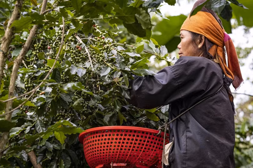 Giá cà phê lên "cơn sốt", tăng liên tục trong 5 tháng qua. Ảnh: M.T.