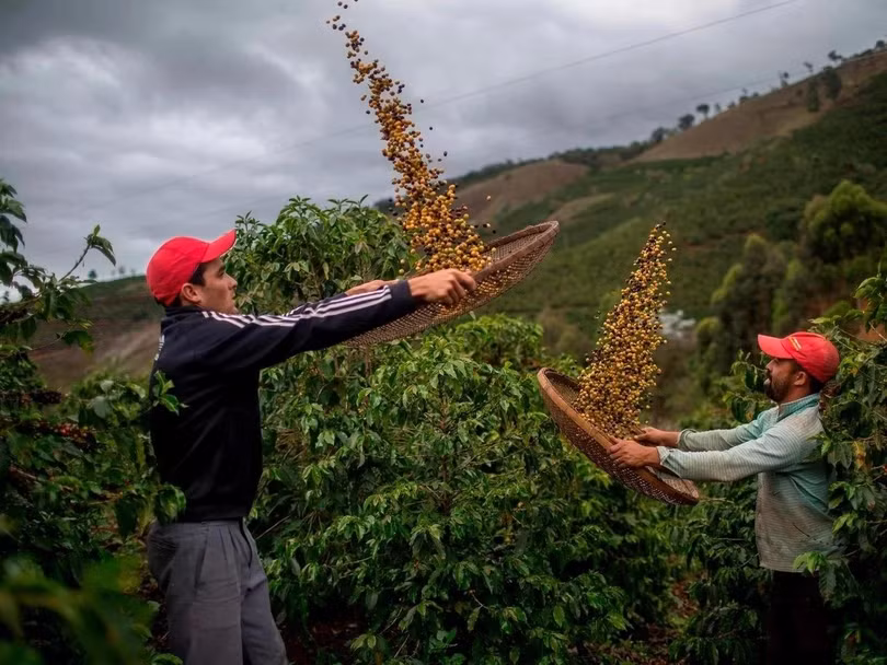 Trên thế giới, giá cà phê Robusta cũng tiến lên vùng đỉnh 30 năm. Ảnh: WSJ.