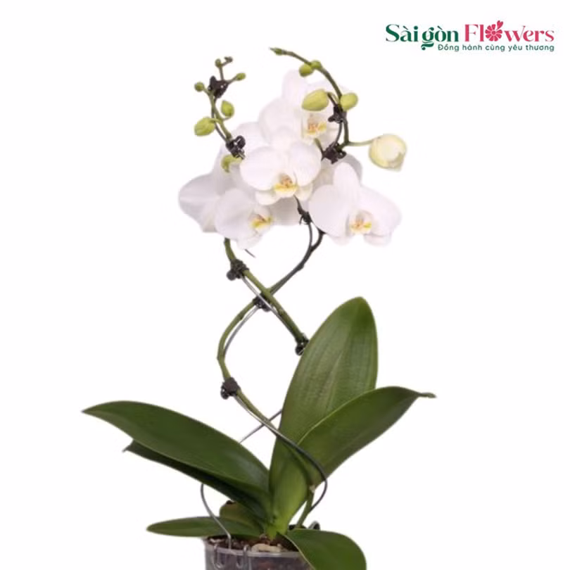 Sài Gòn Flowers3.jpg