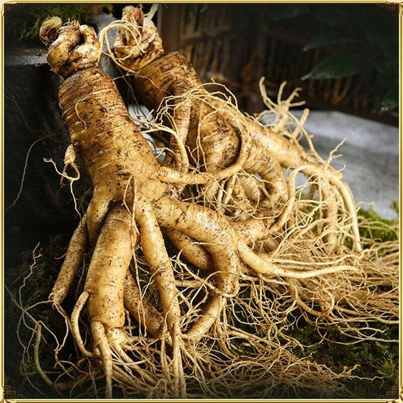 sâm Hàn Quốc KGIN 1.jpg