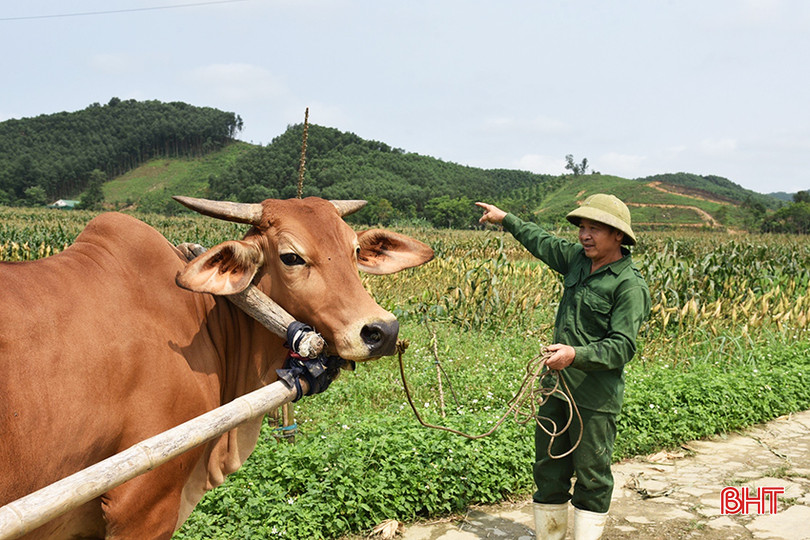 Ông Lê Văn Hiền (thôn Bảo Trung) mong muốn sớm làm rõ tương lai của dự án năng lượng tái tạo trên địa bàn. image_6487327.JPG