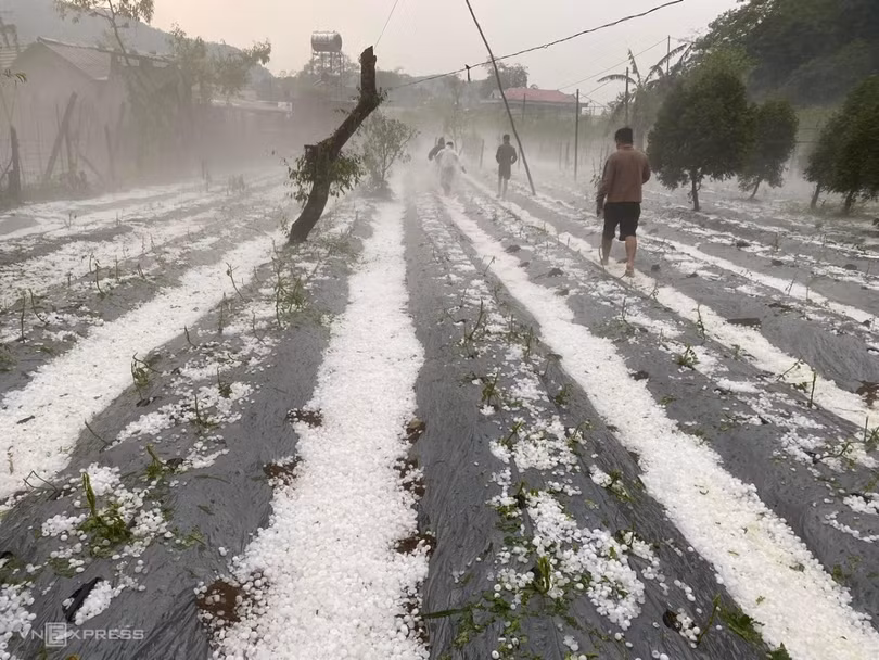 Đá rơi dày đặc, phủ dầy các rãnh trồng hoa màu tại huyện Vân Hồ. Ông Giàng A Dê, Chủ tịch xã Lóng Luông, cho biết xã đã cử cán bộ hỗ trợ người dân và thống kê thiệt hại. Từ ngày 17/4 đến nay khoảng 15 tỉnh thành miền Bắc xuất hiện giông lốc, mưa đá. Thống kê sơ bộ khoảng 12.000 ngôi nhà bị tốc mái, hư hại. Tại Hà Nội, trận giông lốc kèm mưa đá tối 20/4 đã giật đổ hơn 250 cây xanh, làm hư hỏng hàng chục phương tiện.