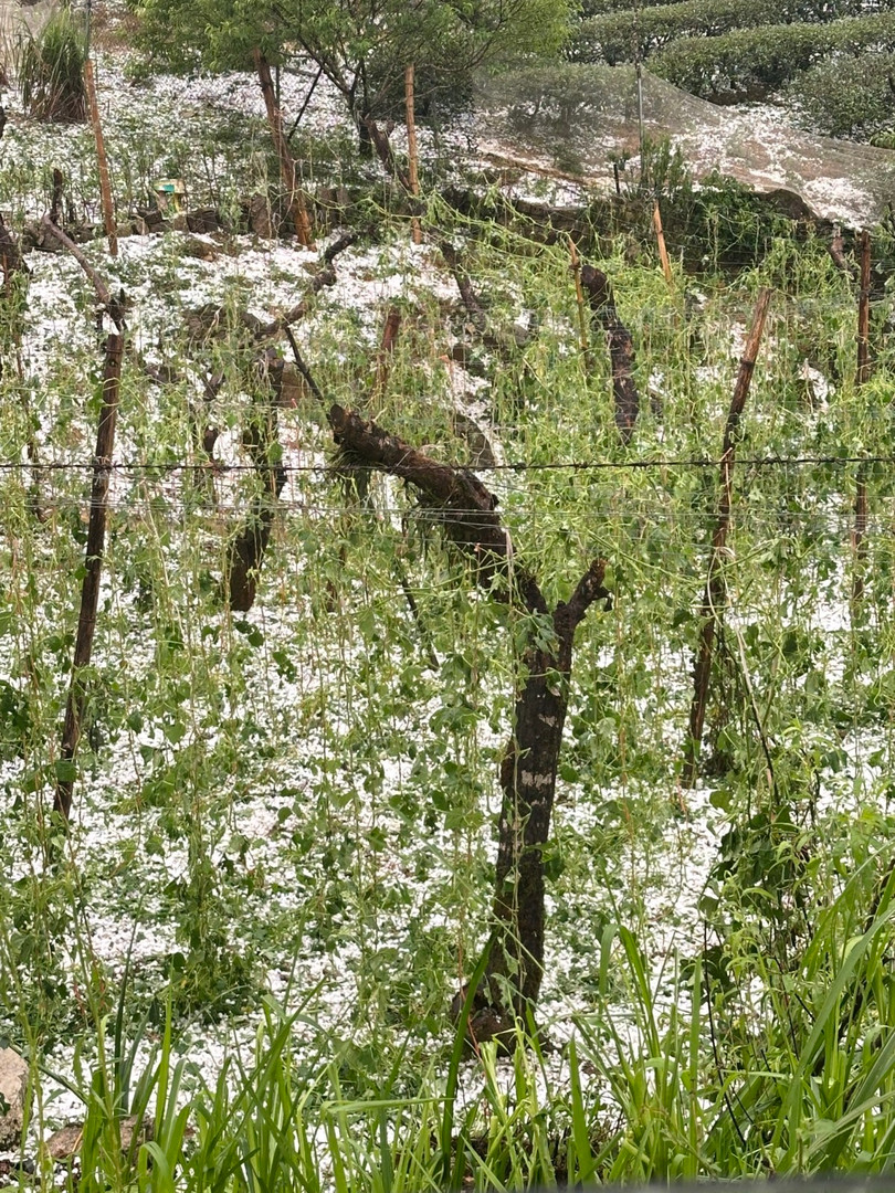 Nhiều diện tích trồng cải, mận, đào ở xã Pà Cò bị mưa đá làm rụng quả, dập nát.