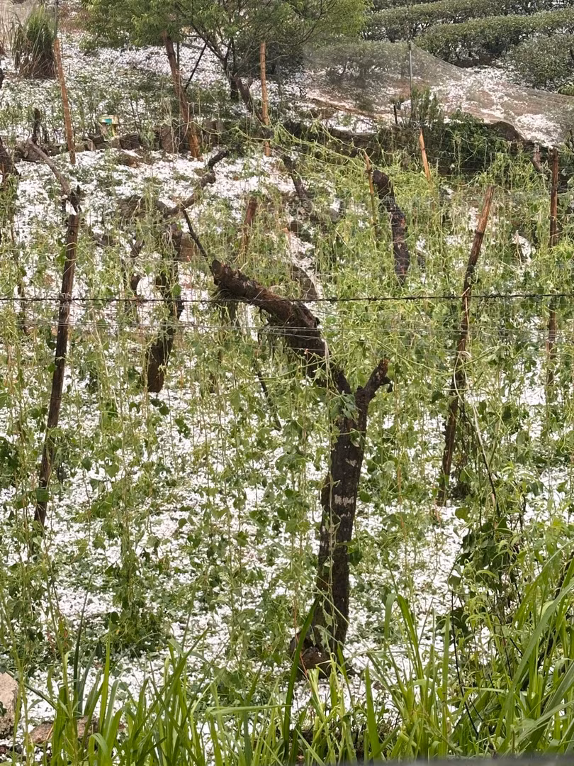 Nhiều diện tích trồng cải, mận, đào ở xã Pà Cò bị mưa đá làm rụng quả, dập nát.