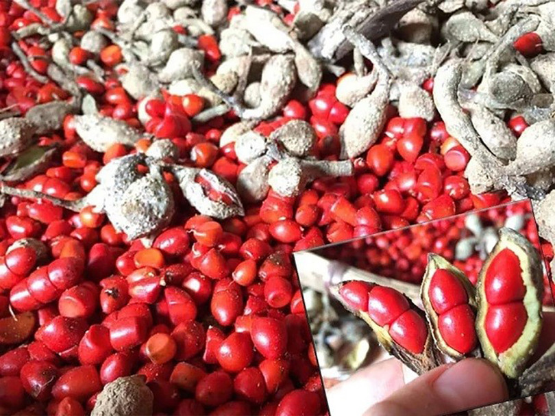 Hạt dổi được coi là “vàng đen” của Tây Bắc Địa chỉ bán hạt dổi 1.jpg