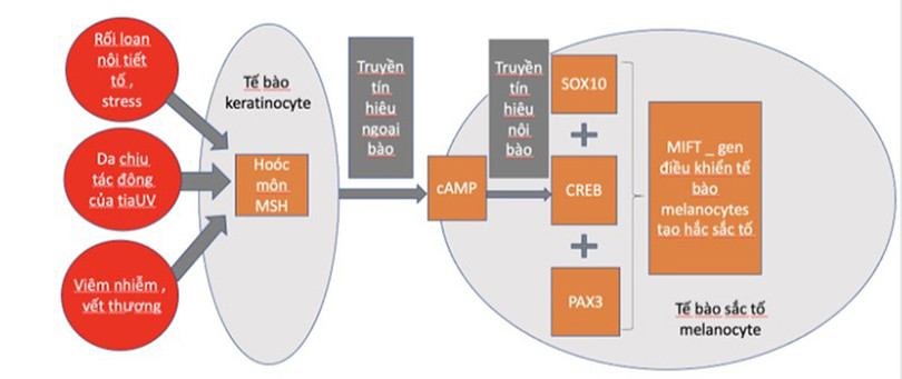Cơ chế tác động của kem trị nám, tàn nhang Spotlite Kem trị nám2.jpg