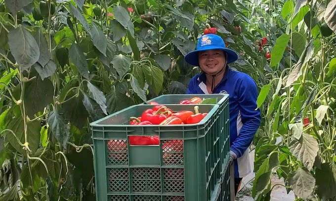 Lao động Việt Nam làm việc thời vụ ngành nông nghiệp ở Hàn Quốc. Ảnh: Nam Cường