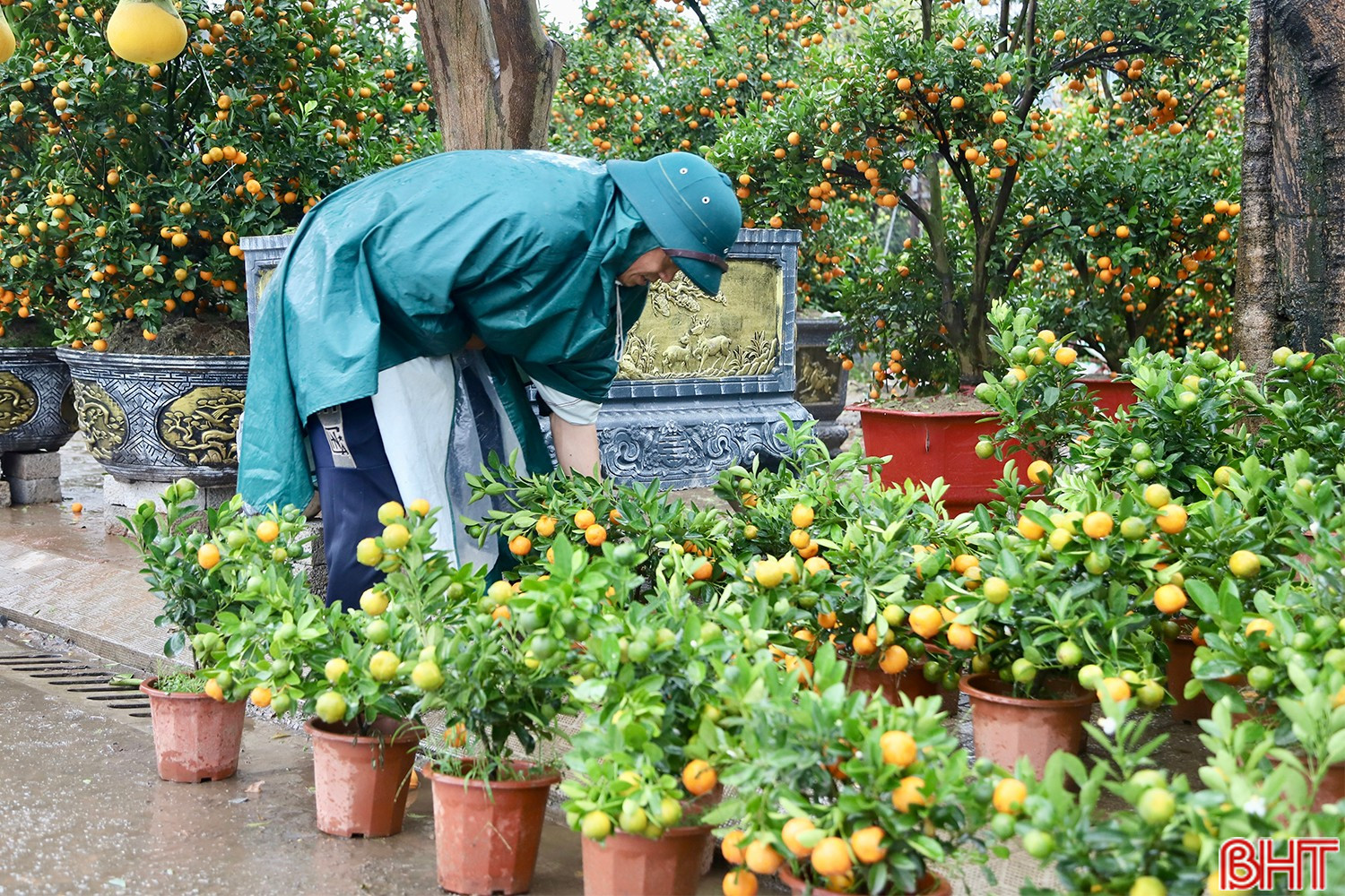 صاحبة مشروع تجاري صغير تبيع أشجار الكُمكوات تعيد ترتيب بضاعتها لحماية الأشجار من المطر البارد. Một tiểu thương kinh doanh quất cảnh sắp xếp lại hàng, tránh mưa rét gây ảnh hưởng đến cây.