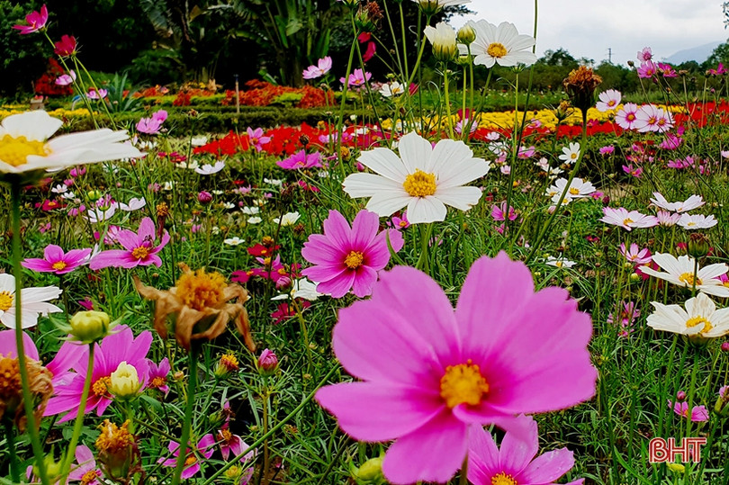 Hoa xuân Đồng Nôi rực rỡ hút khách những ngày đầu năm mới