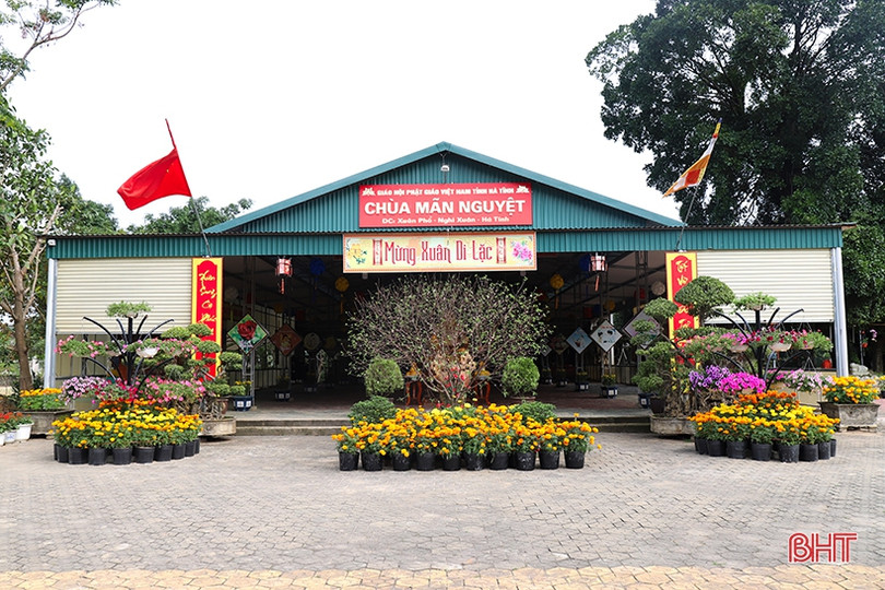 Hoa hướng dương khoe sắc rực rỡ trong chùa Mãn Nguyệt ở Nghi Xuân