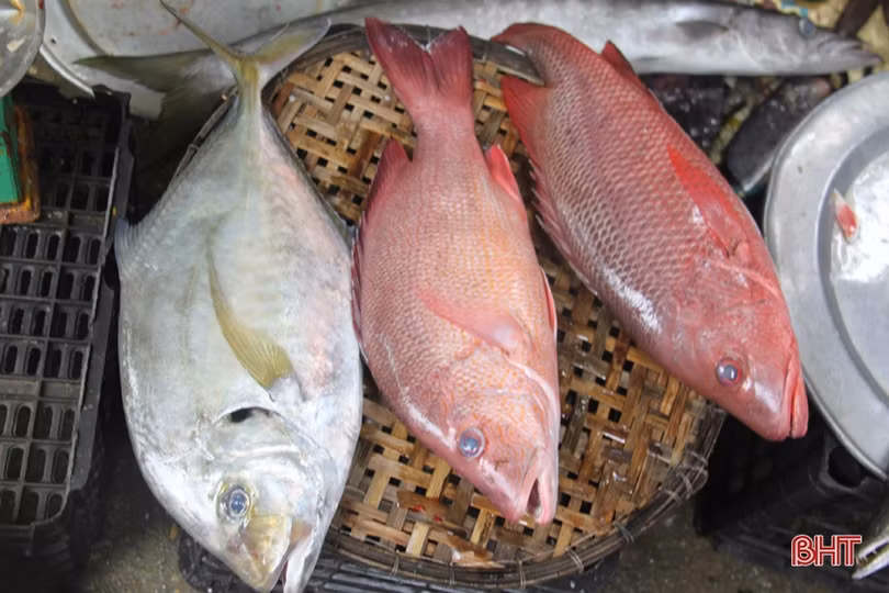 Tận mắt xem những con cá giá nửa chỉ vàng ngày Tết ở Hà Tĩnh