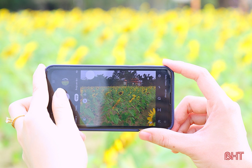 Hoa hướng dương khoe sắc rực rỡ trong chùa Mãn Nguyệt ở Nghi Xuân