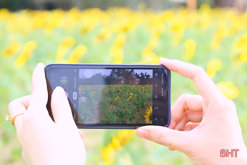 Hoa hướng dương khoe sắc rực rỡ trong chùa Mãn Nguyệt ở Nghi Xuân