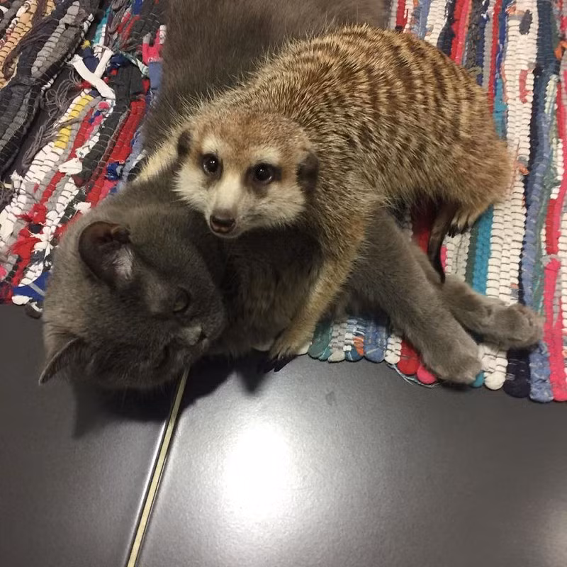 Tình bạn tuyệt đẹp giữa mèo và chồn đất khiến mọi trái tim tan chảy