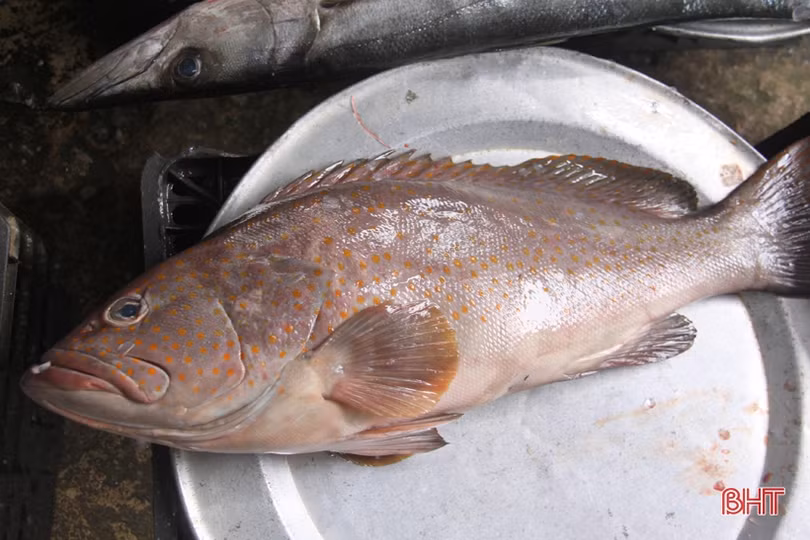 Tận mắt xem những con cá giá nửa chỉ vàng ngày Tết ở Hà Tĩnh