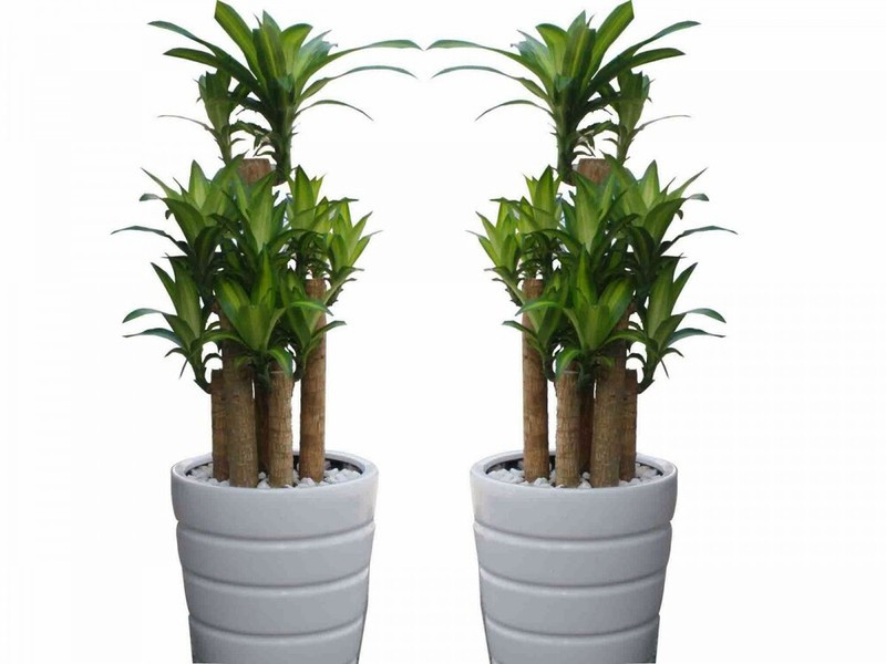 Loại cây giúp thanh lọc không khí trong nhà