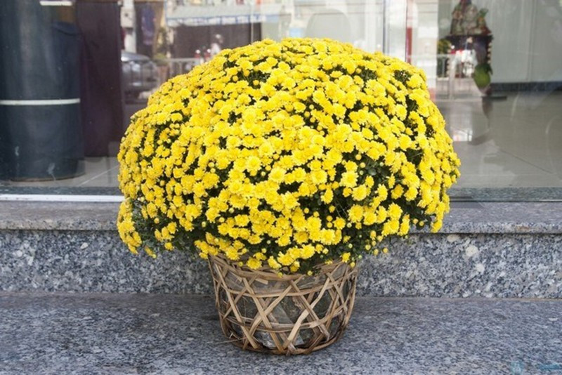 Loại cây giúp thanh lọc không khí trong nhà