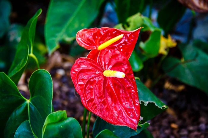 Chơi hoa tết, hoa nào có độc?