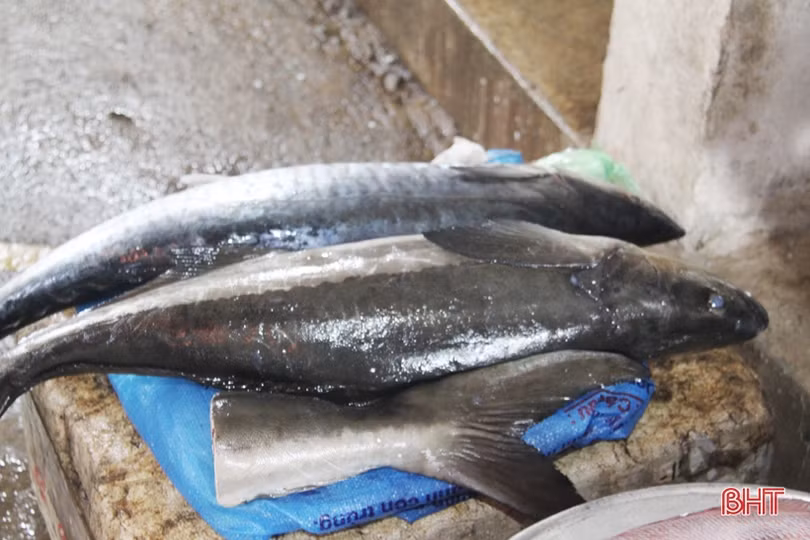 Tận mắt xem những con cá giá nửa chỉ vàng ngày Tết ở Hà Tĩnh