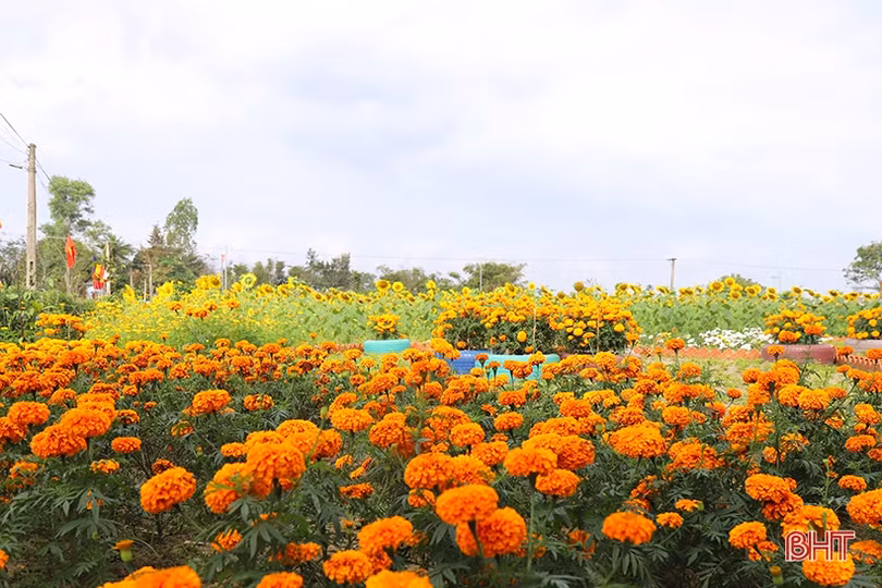 Hoa hướng dương khoe sắc rực rỡ trong chùa Mãn Nguyệt ở Nghi Xuân