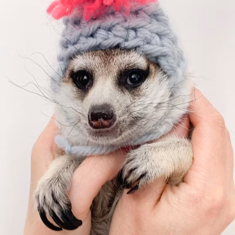 Tình bạn tuyệt đẹp giữa mèo và chồn đất khiến mọi trái tim tan chảy