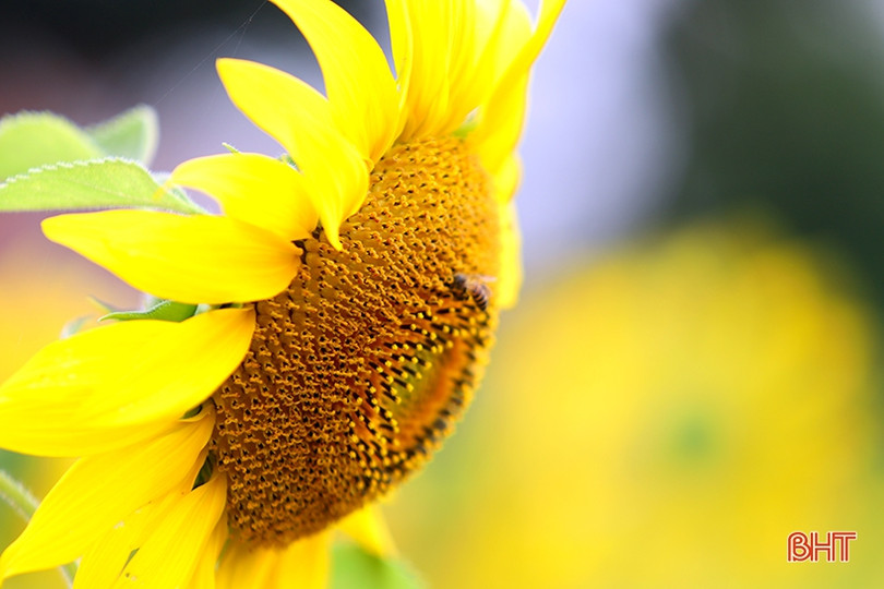 Hoa hướng dương khoe sắc rực rỡ trong chùa Mãn Nguyệt ở Nghi Xuân