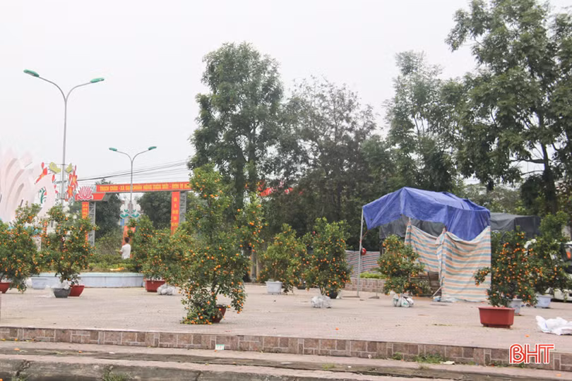 Những người “nằm sương” mang xuân về phố ở Hà Tĩnh