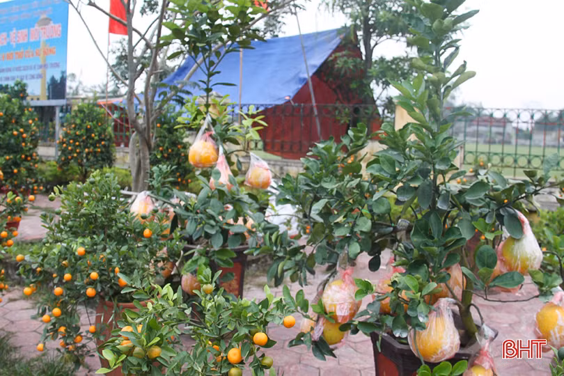 Những người “nằm sương” mang xuân về phố ở Hà Tĩnh