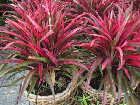 Loại cây giúp thanh lọc không khí trong nhà