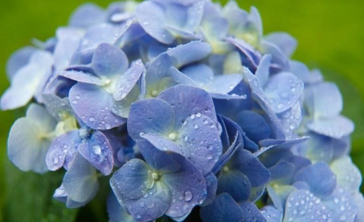 Chơi hoa tết, hoa nào có độc?