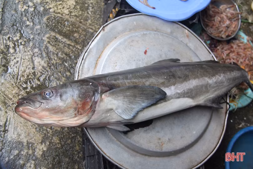 Tận mắt xem những con cá giá nửa chỉ vàng ngày Tết ở Hà Tĩnh