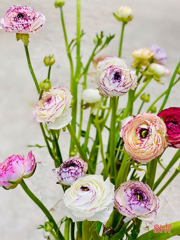 Hoa tết đẹp - độc - lạ ở Hà Tĩnh thỏa sức cho khách chơi Tết Canh Tý