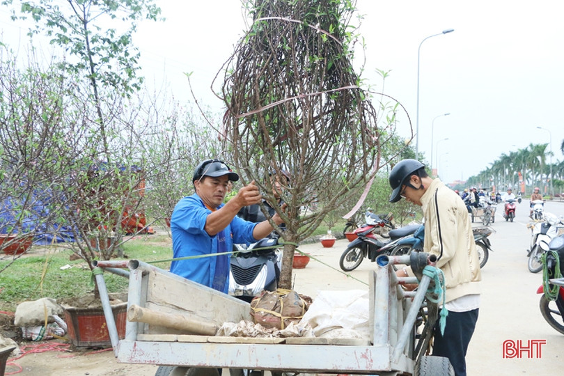 Phố hoa Hà Tĩnh chiều 30 tết: Mai “sạch trơn”, đào và quất hạ giá