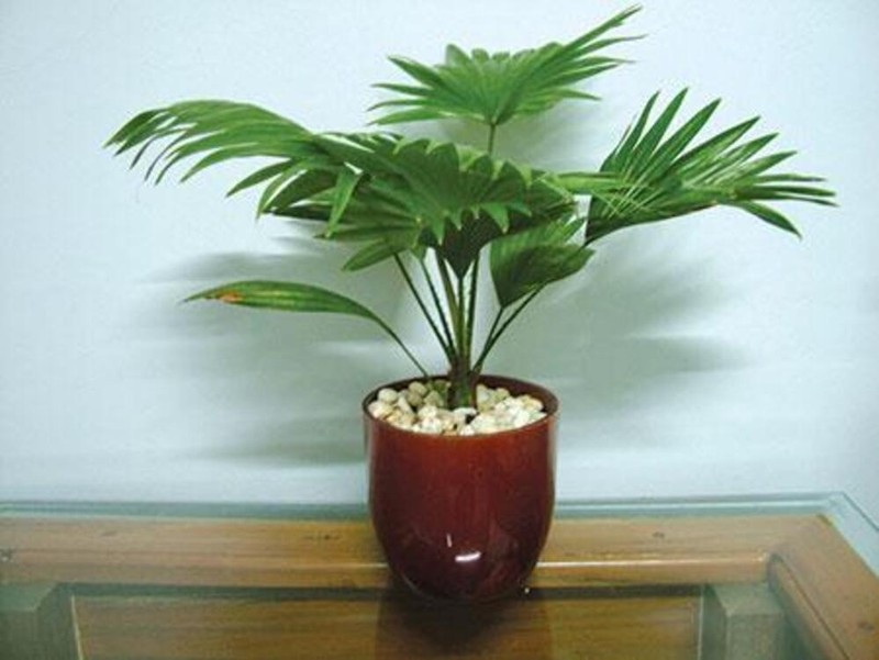 Loại cây giúp thanh lọc không khí trong nhà