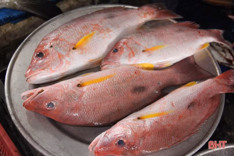 Tận mắt xem những con cá giá nửa chỉ vàng ngày Tết ở Hà Tĩnh