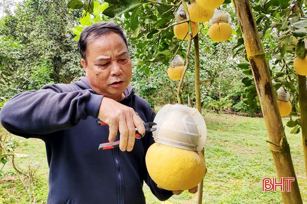 Mê mẩn bưởi hồ lô, bưởi thỏi bạc tạo hình tài - lộc của nông dân Hà Tĩnh