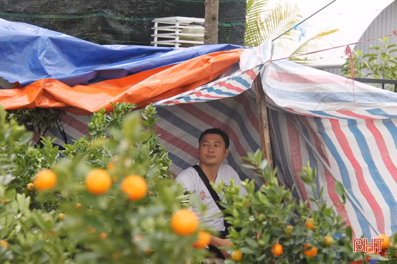 Những người “nằm sương” mang xuân về phố ở Hà Tĩnh