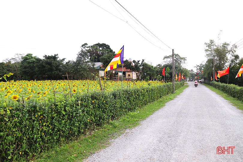 Hoa hướng dương khoe sắc rực rỡ trong chùa Mãn Nguyệt ở Nghi Xuân