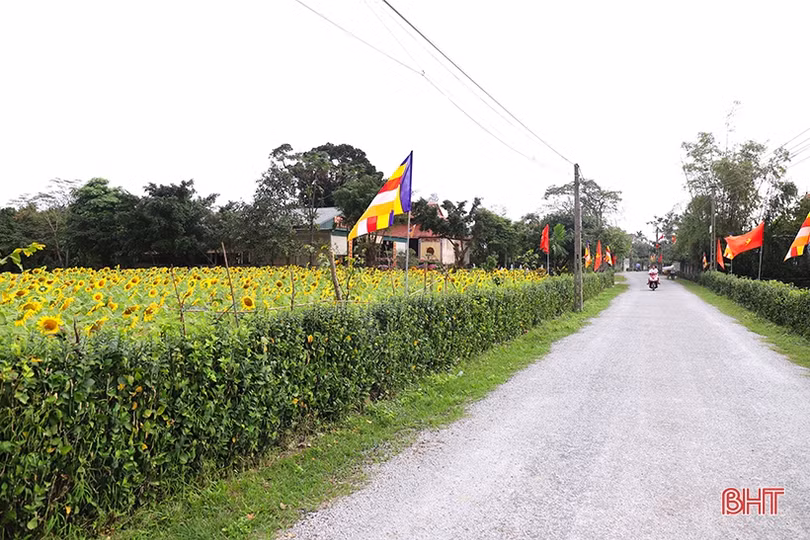 Hoa hướng dương khoe sắc rực rỡ trong chùa Mãn Nguyệt ở Nghi Xuân