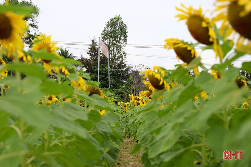 Hoa hướng dương khoe sắc rực rỡ trong chùa Mãn Nguyệt ở Nghi Xuân