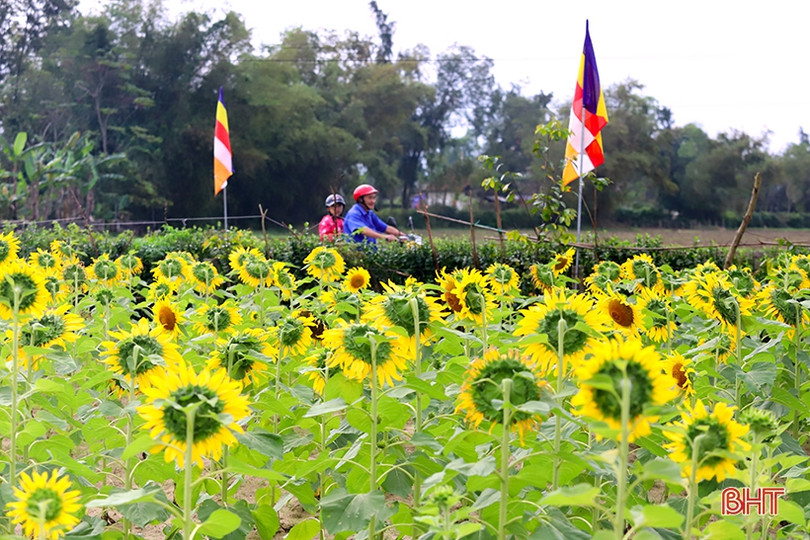 Hoa hướng dương khoe sắc rực rỡ trong chùa Mãn Nguyệt ở Nghi Xuân