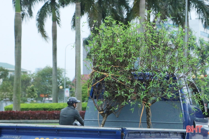 Phố hoa Hà Tĩnh chiều 30 tết: Mai “sạch trơn”, đào và quất hạ giá