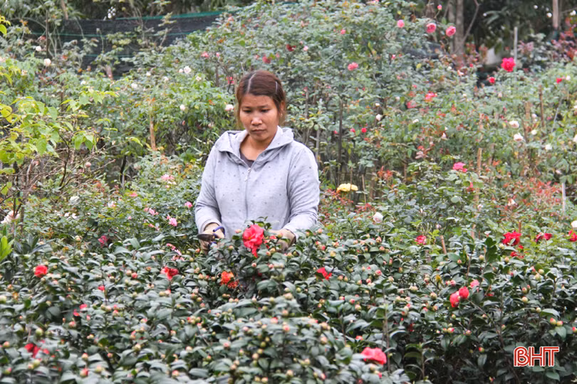 Những người “nằm sương” mang xuân về phố ở Hà Tĩnh